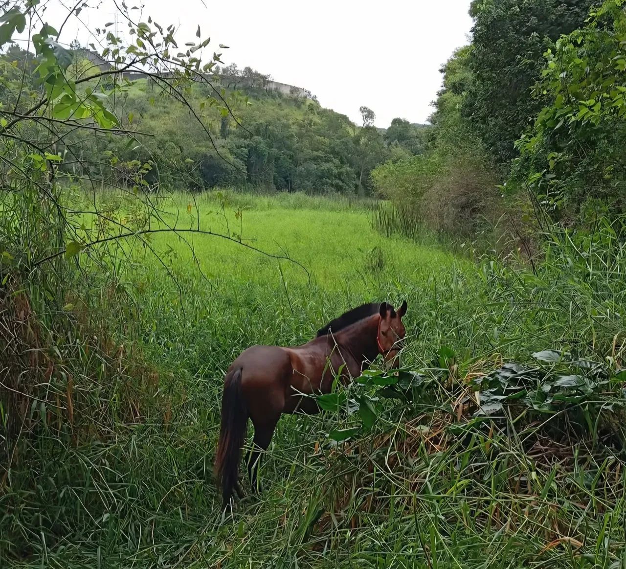 Cavalo com marcha picada, 4 anos á venda - Foto 2