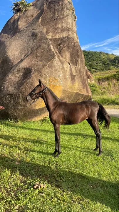 Potra Mangalarga marchador - Foto 2