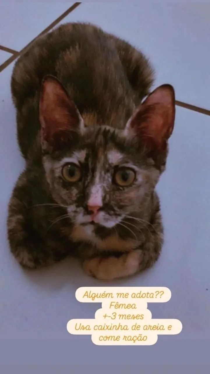 Gatinha fofa e dócil par adoção  - Foto 2