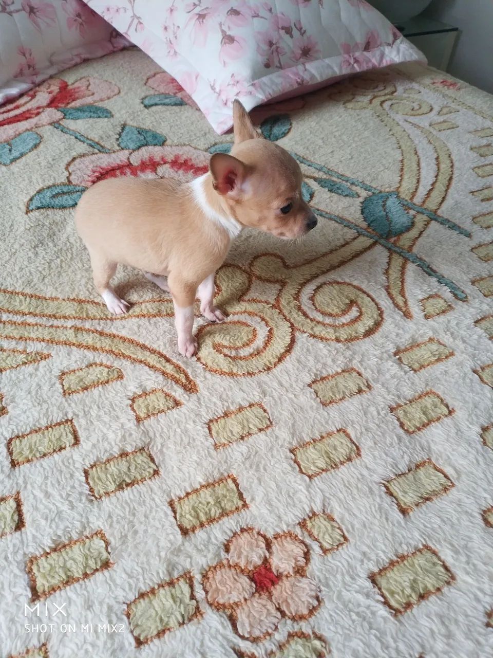 Pinscher zero-muito amor R$1000 - Foto 5