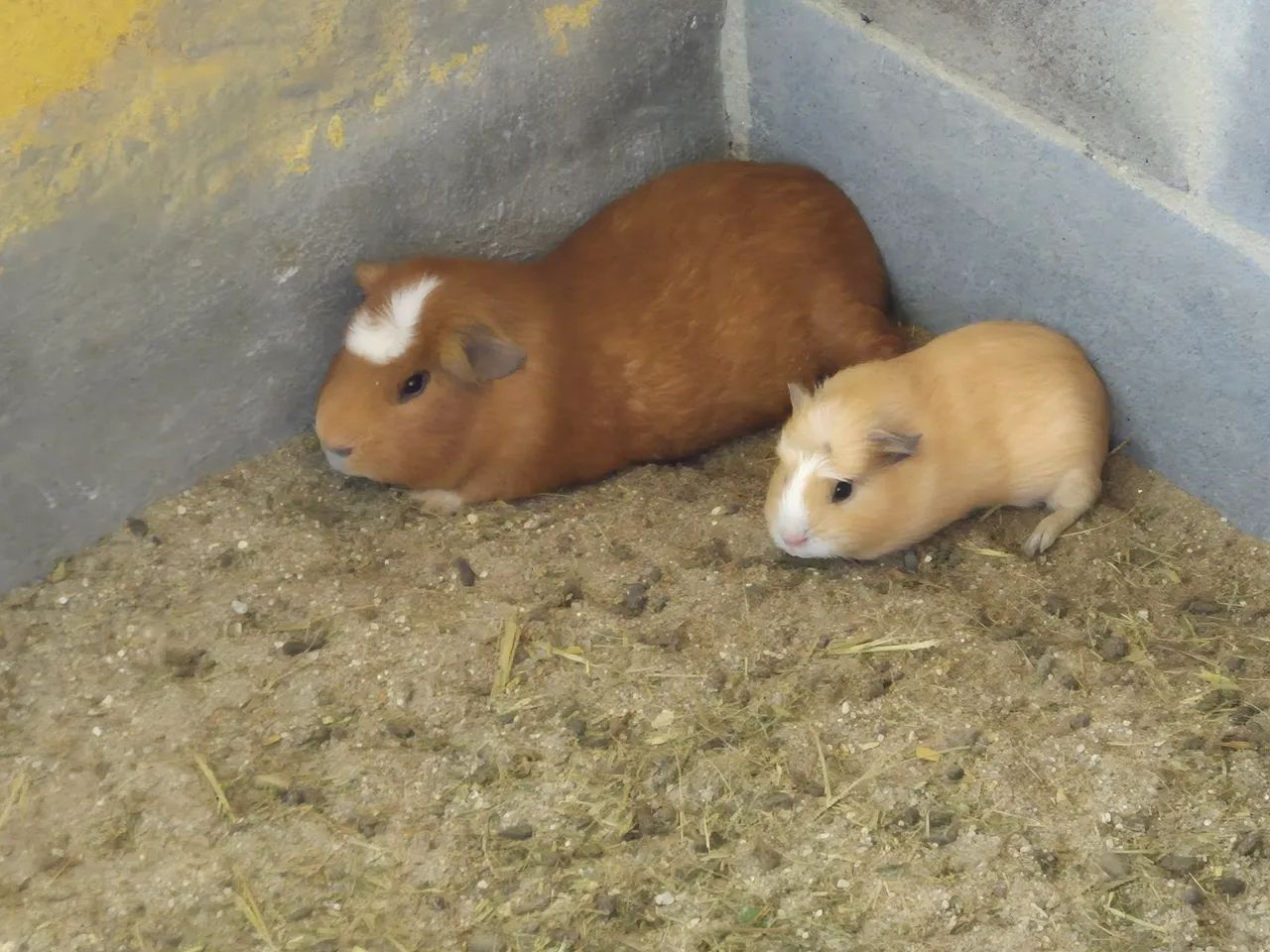 Cuy - Porquinho da Índia Gigante  - Foto 3
