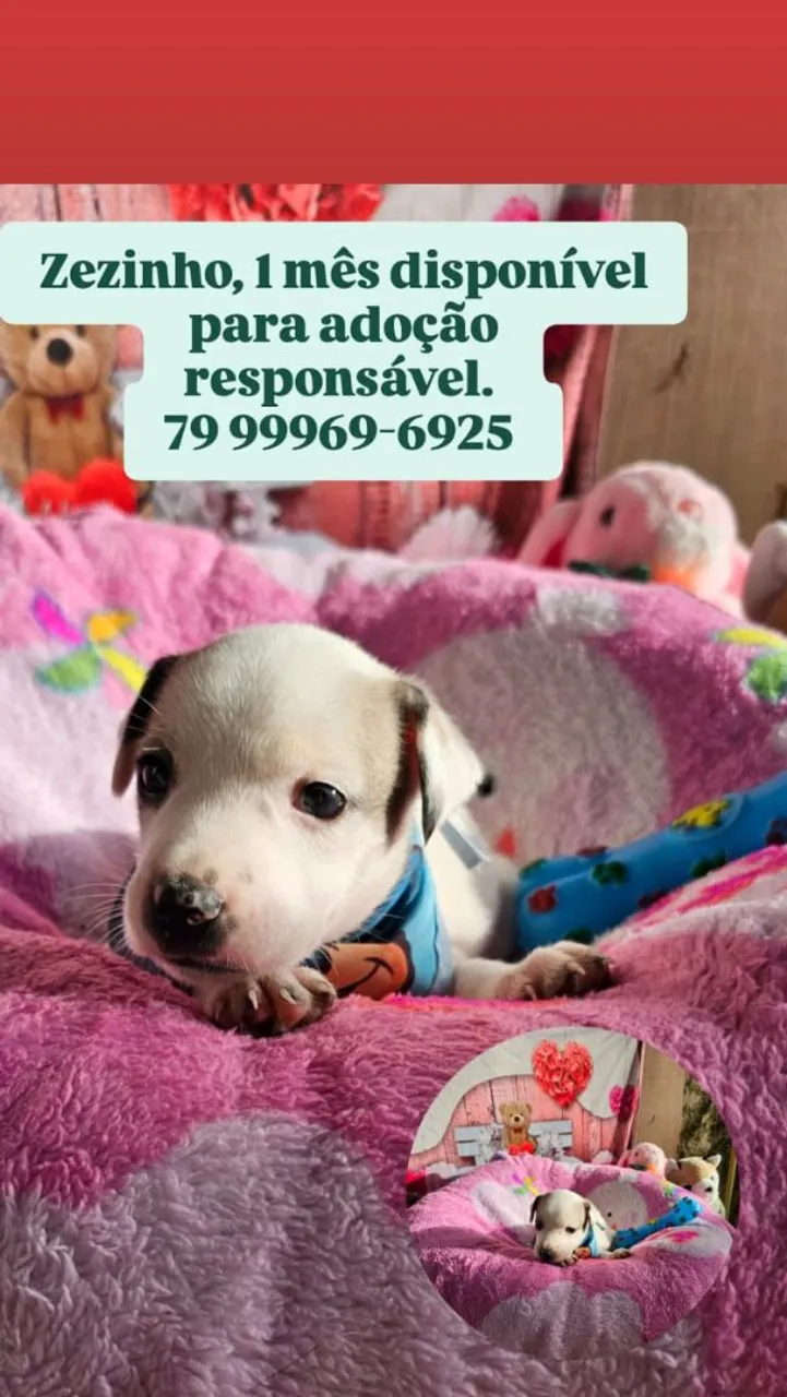 Entre em contato no número da imagem para adoção responsável