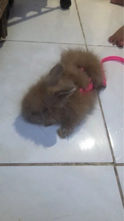 coelhinhos fofinhos angora  - Foto 5