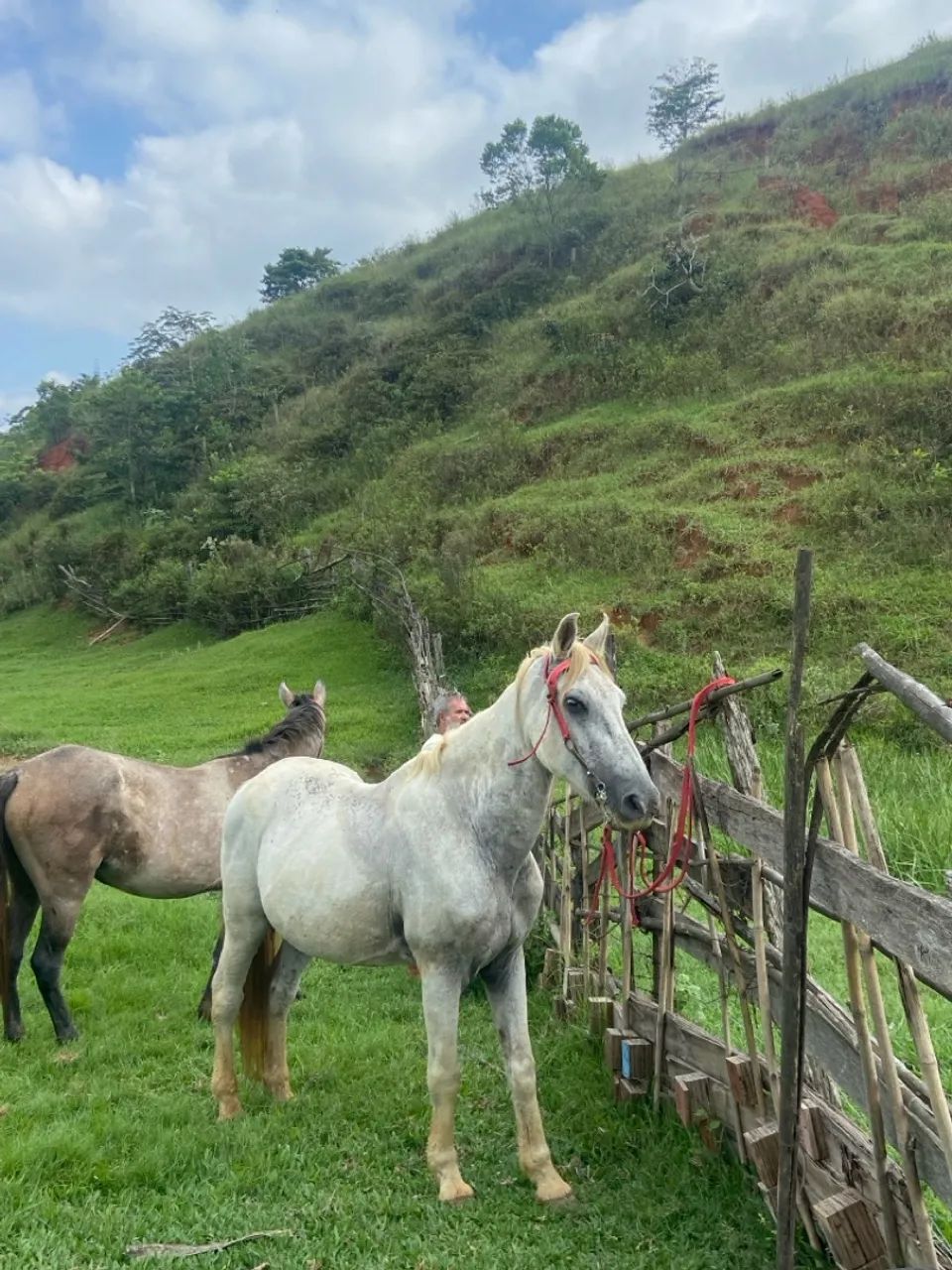 Cavalo manga larga marchador pra venda - Foto 2