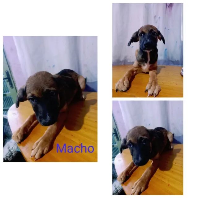 Doação de filhotes de cachorro