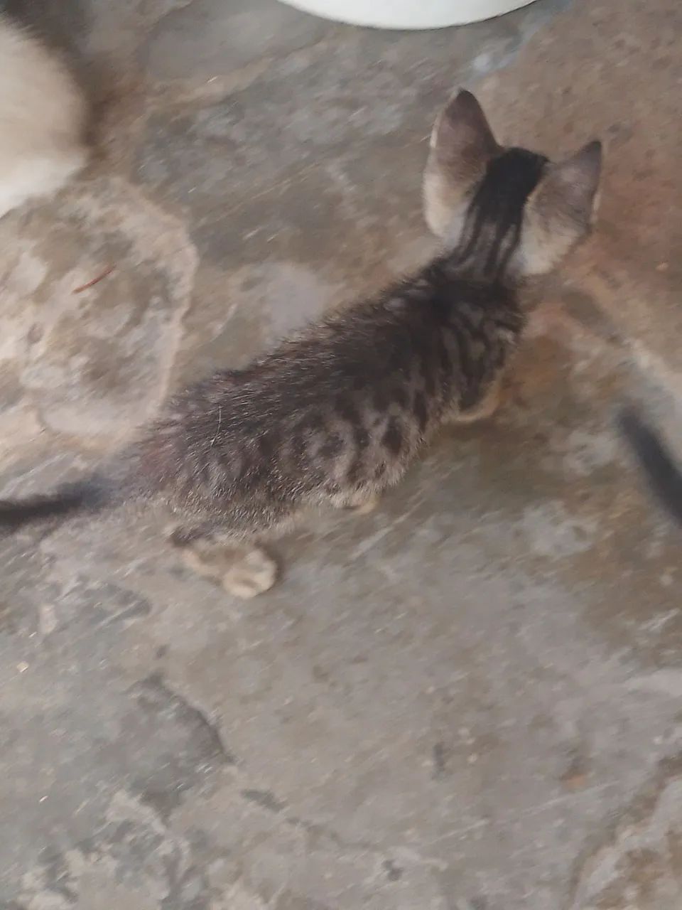 GATINHOS PARA ADOÇÃO |OBS: O GATINHO COM MANCHA EM FORMA DE CORAÇÃO É FÊMEA.  - Foto 5