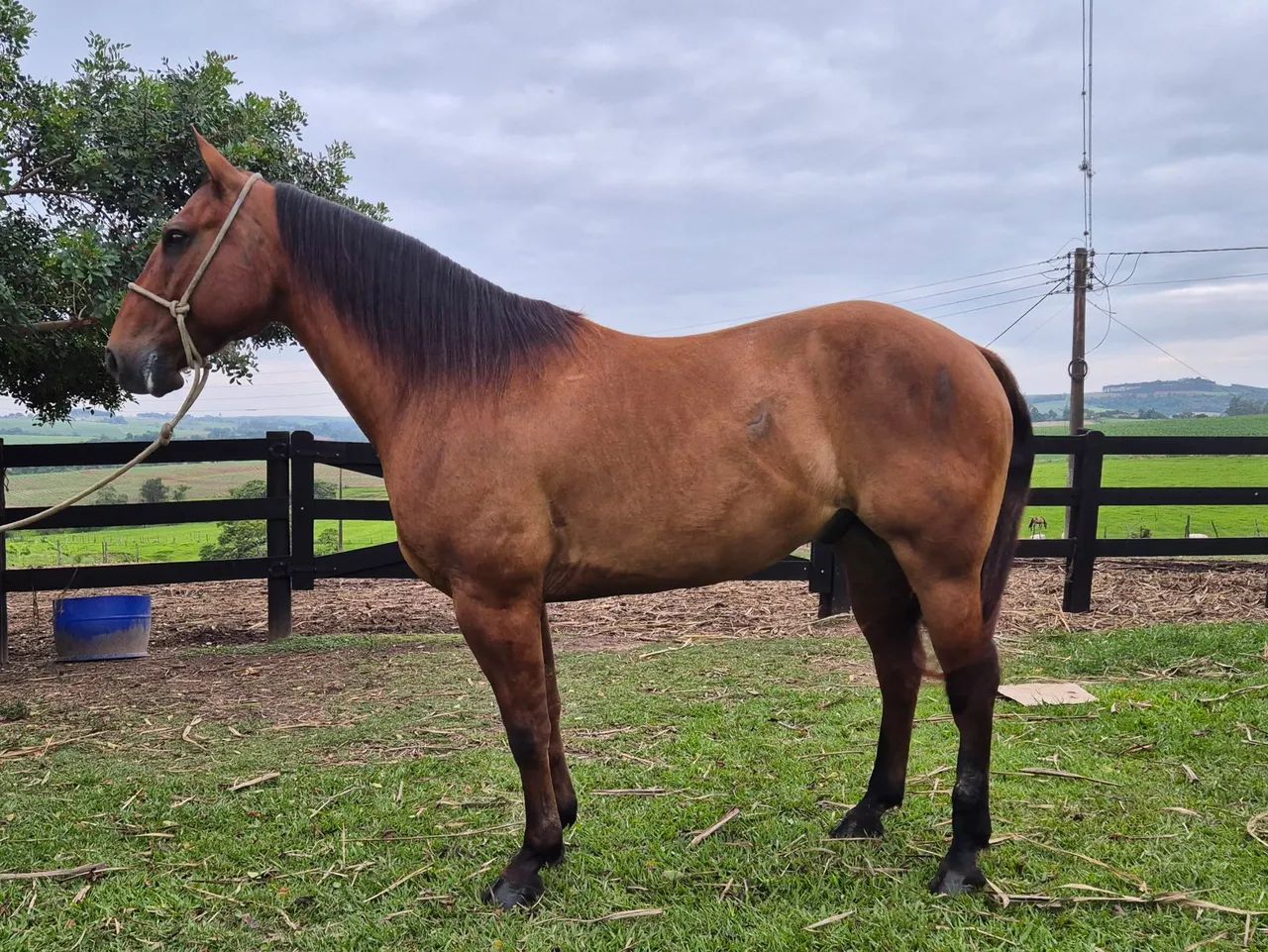 Cavalo Quarto de Milha  - BAIO - de Laço em dupla cabeça e pé - Foto 2