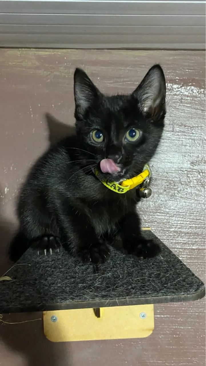 Gatinho preto para adoção  - Foto 2