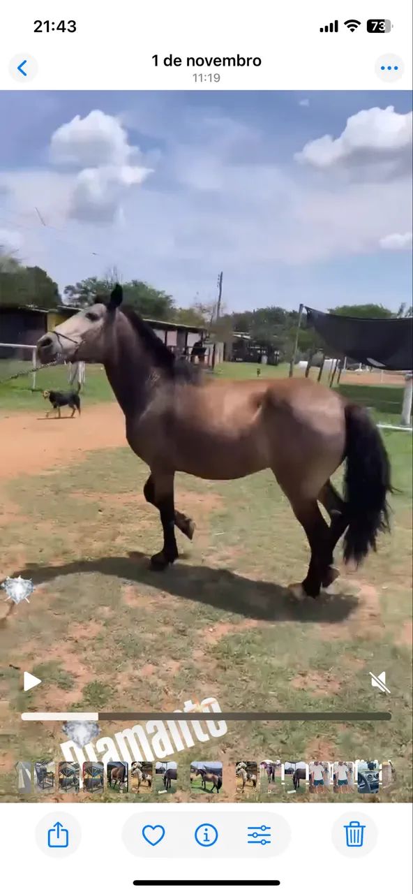 Vende-se  cavalo mangalarga  - Foto 2