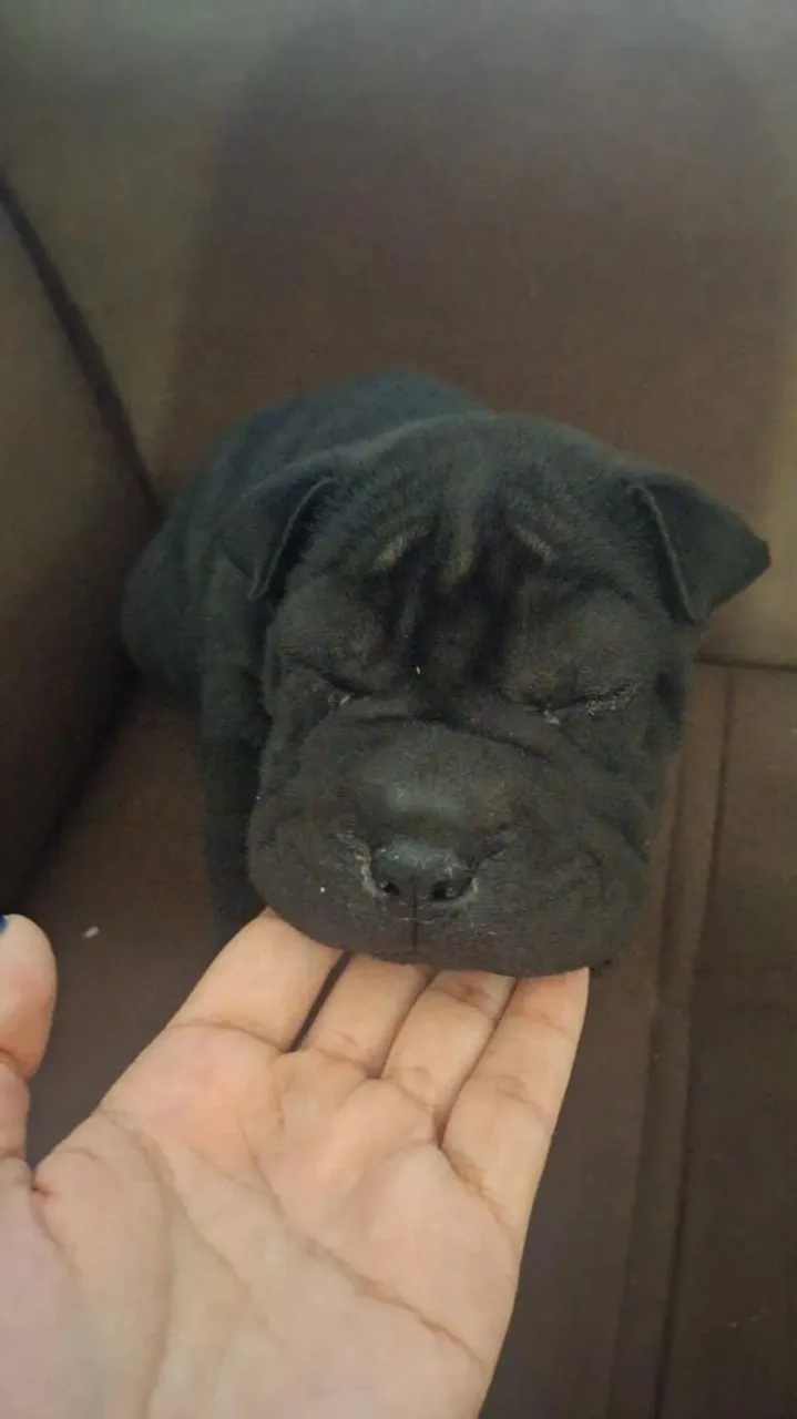 Filhote de Shar Pei disponível último Filhote !!
