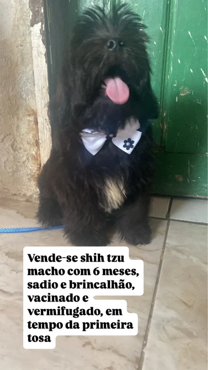 Shih Tzu Macho - 6 Meses