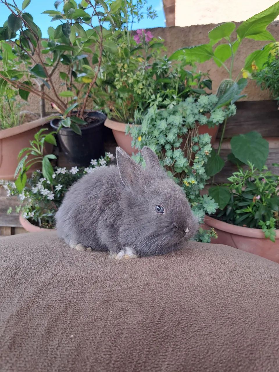 Mini lion filhotes fofos - Foto 4