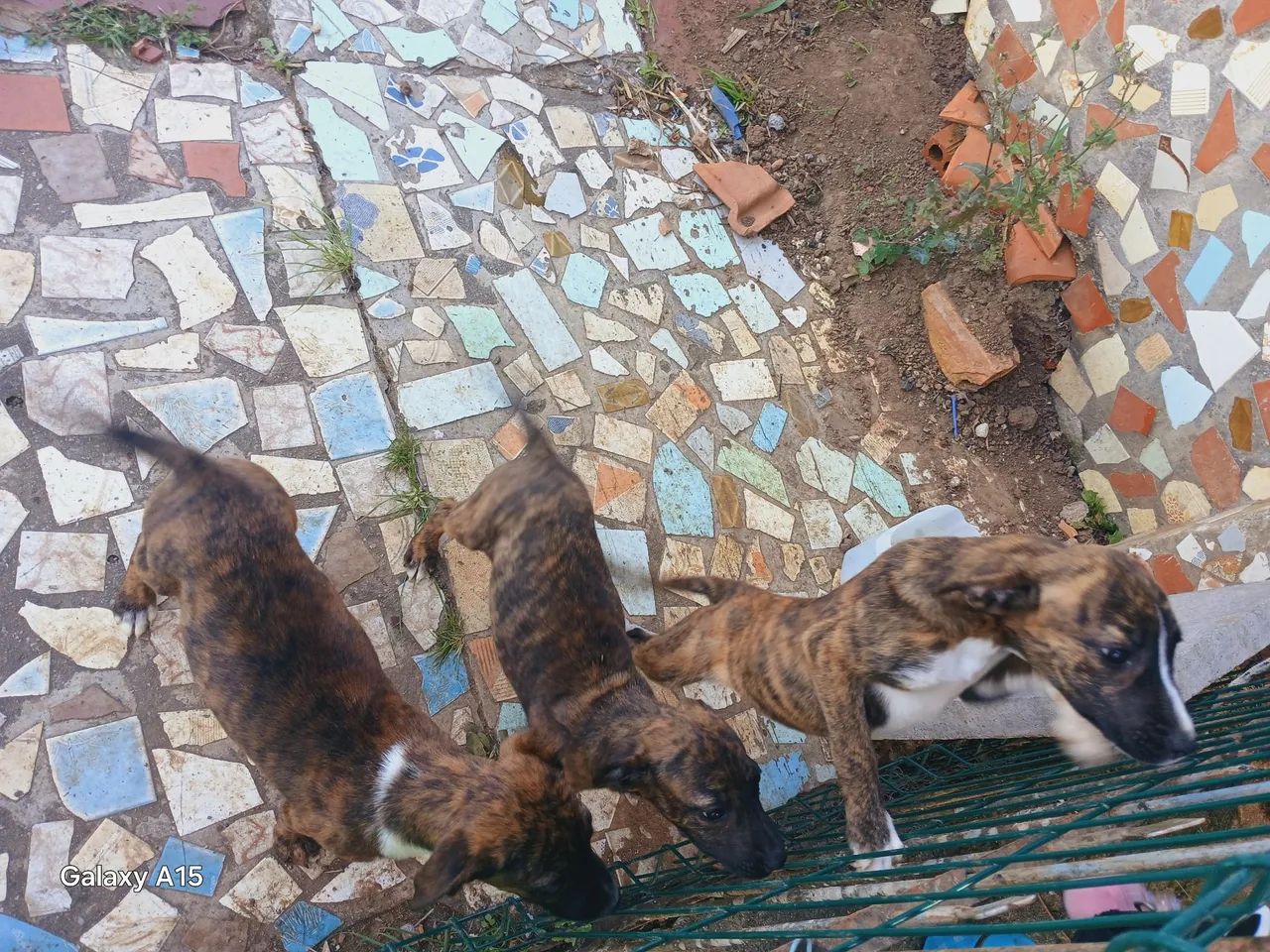 Filhotes de cachorro srd não sabemos tipo de raça é  - Foto 6