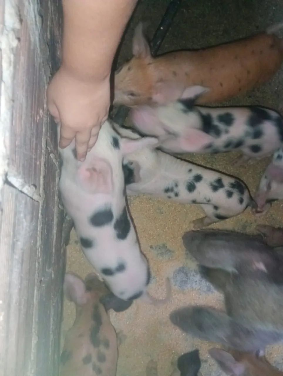 Porcos da raça Duroc - Foto 2