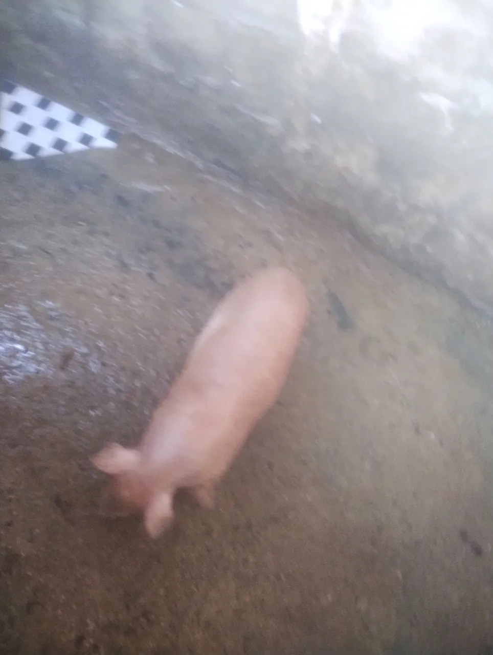 Procuro mini porco macho 