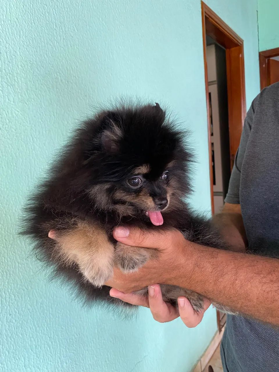 Spitz Alemão Lulu da pomerania - Foto 2