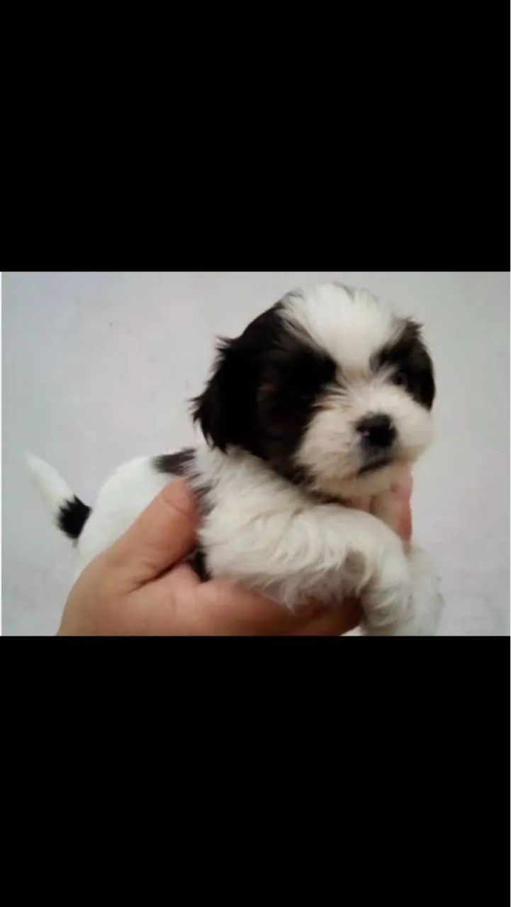 Shitszu Fêmea é Macho 