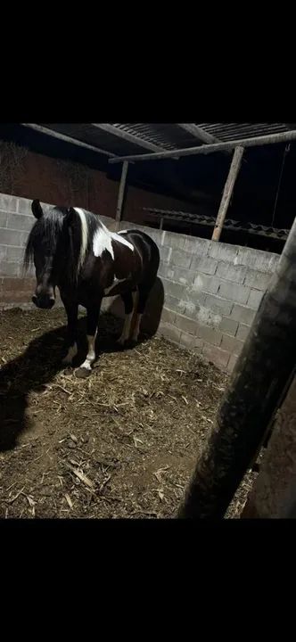 Potro mangalarga pampa de preto - Foto 2