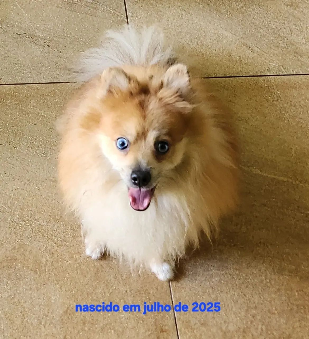 Spitz Alemão Anão macho  - Foto 3