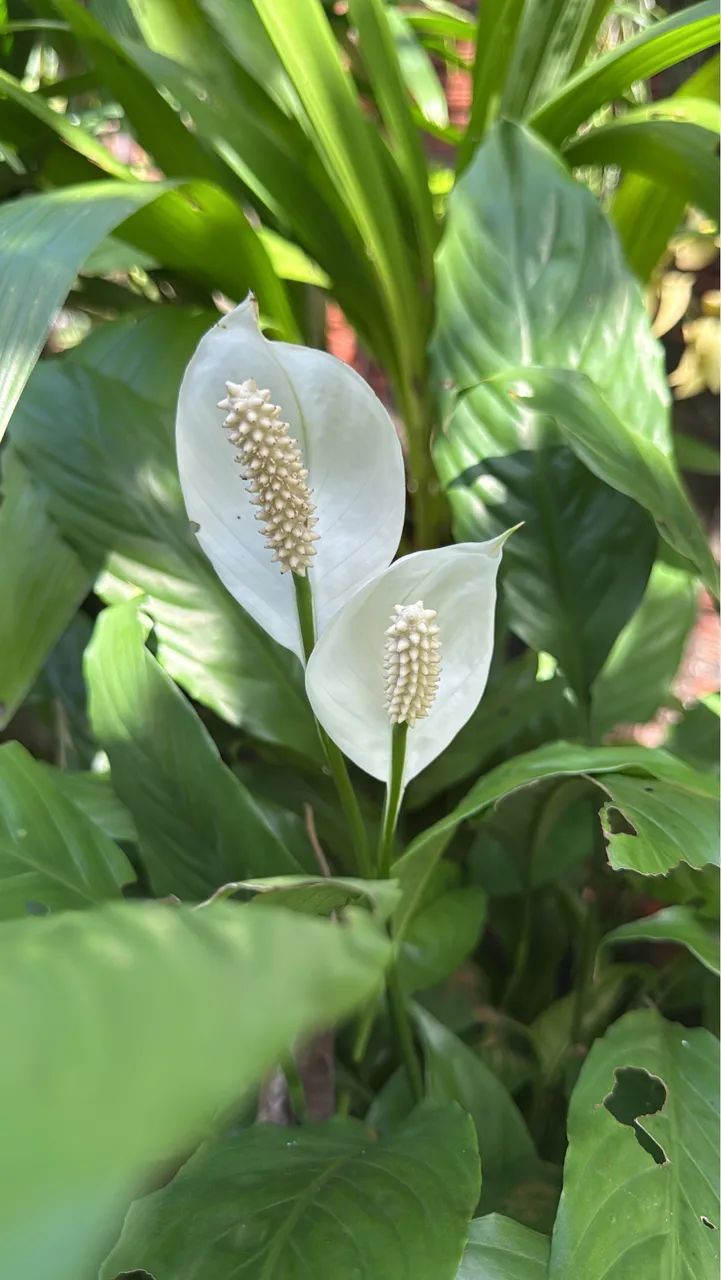 Plantas  - Foto 5
