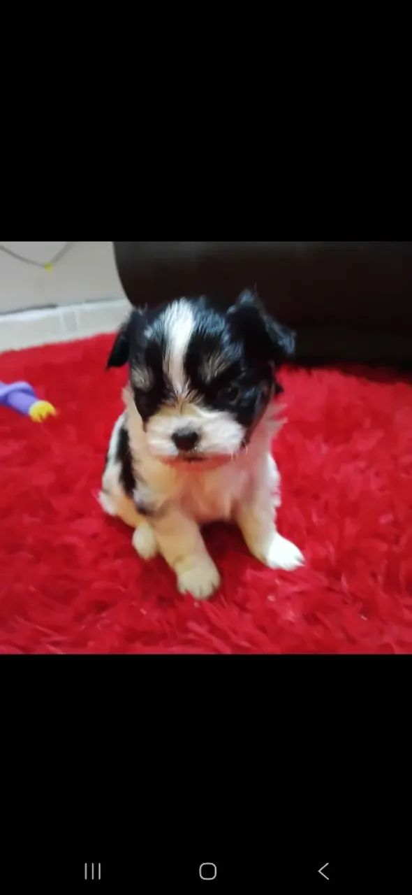 Ilhasa apso  - Foto 5