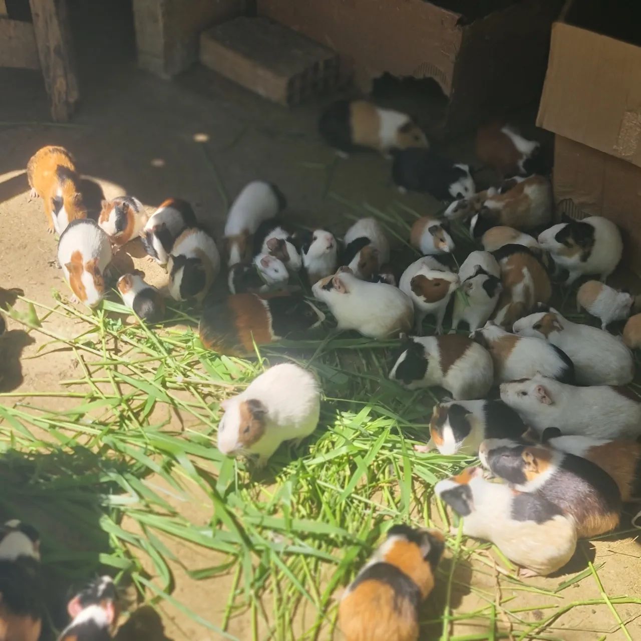 Porquinhos da índia  - Foto 2