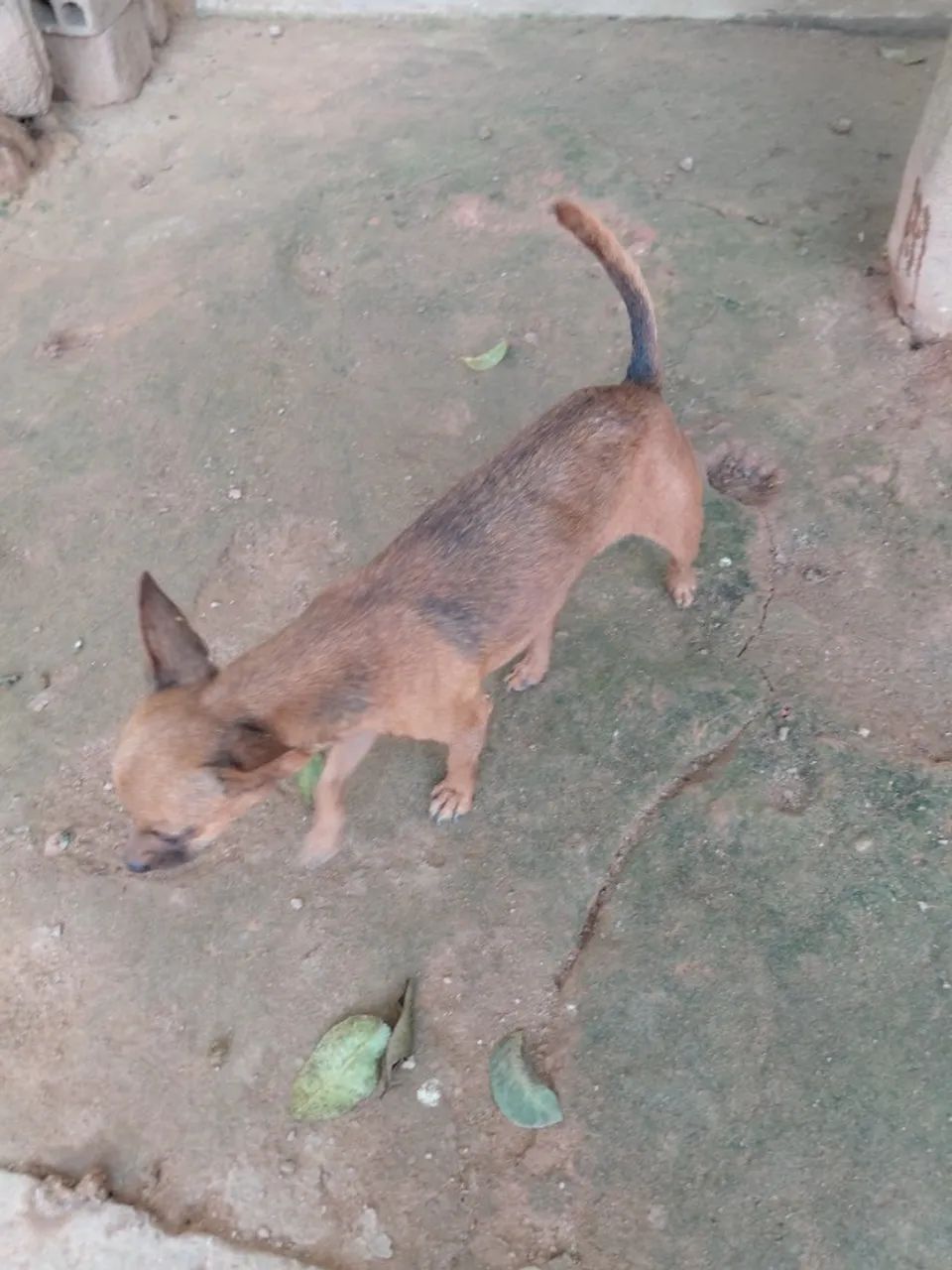 Pinscher fêmea - Foto 3