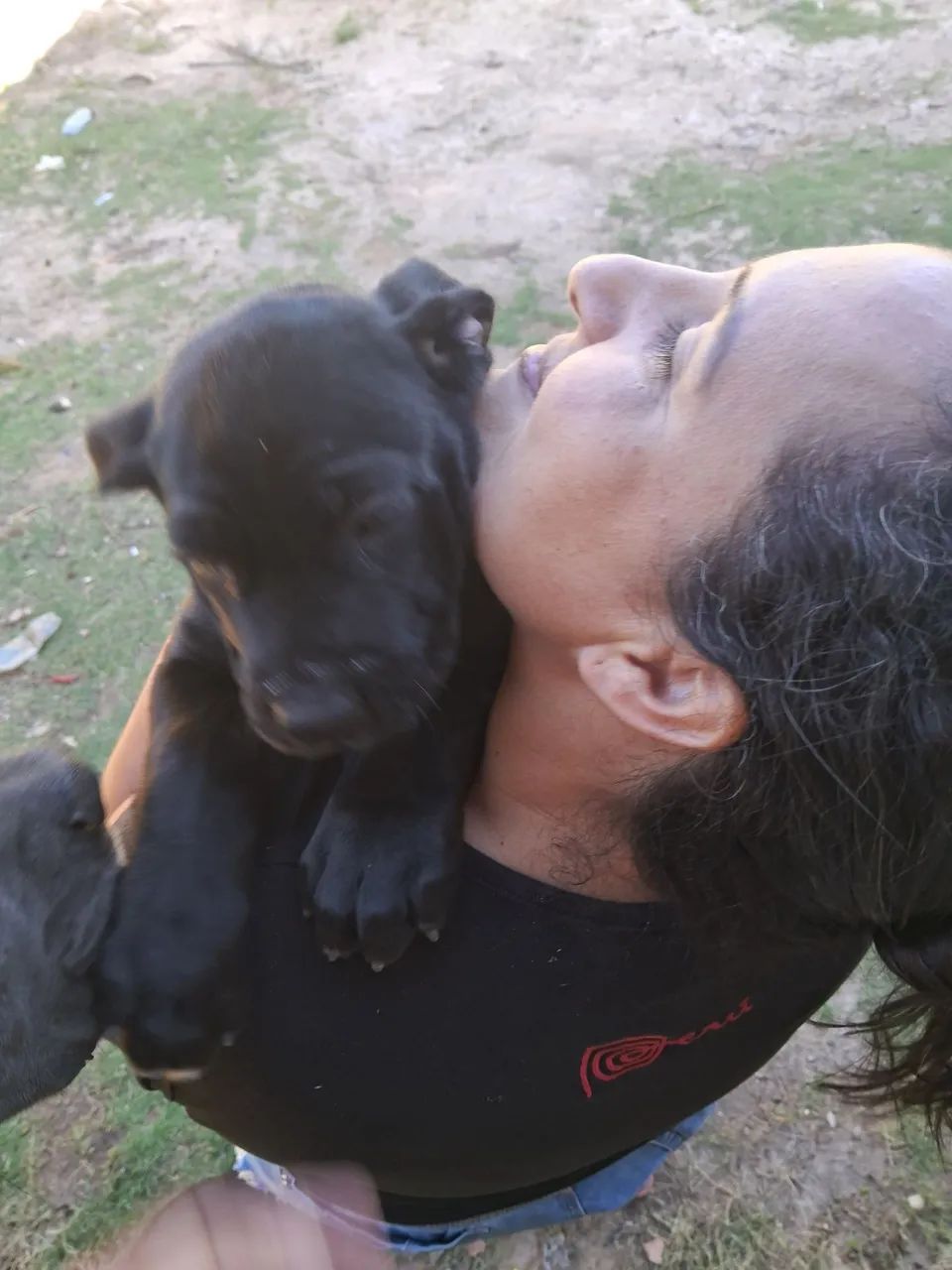 Cane corso italiano  - Foto 2