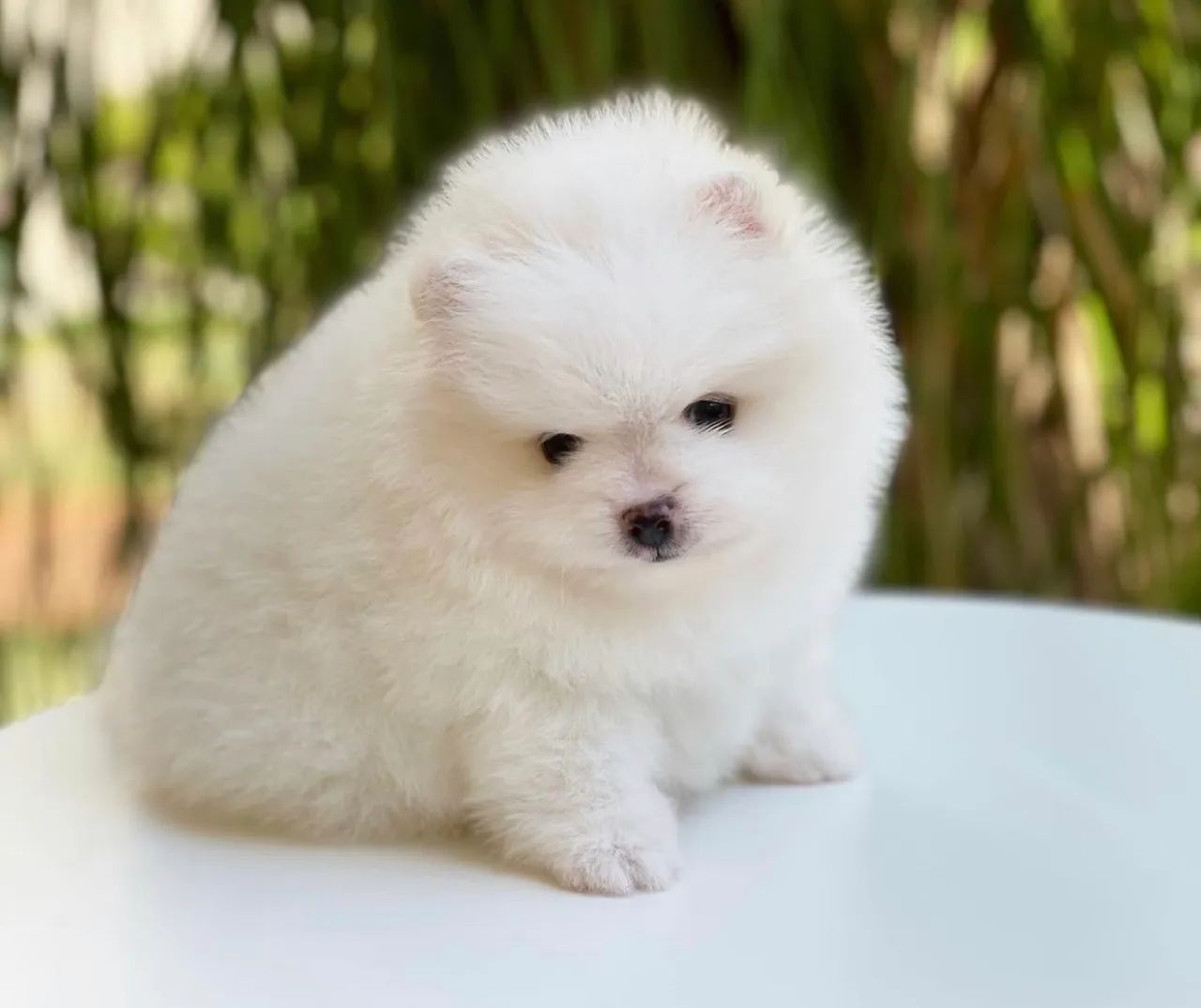 Lulu da pomerania branco neve ? parcelamos até 18  - Foto 3