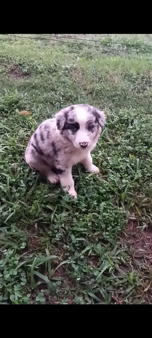 Filhote de border collie. 