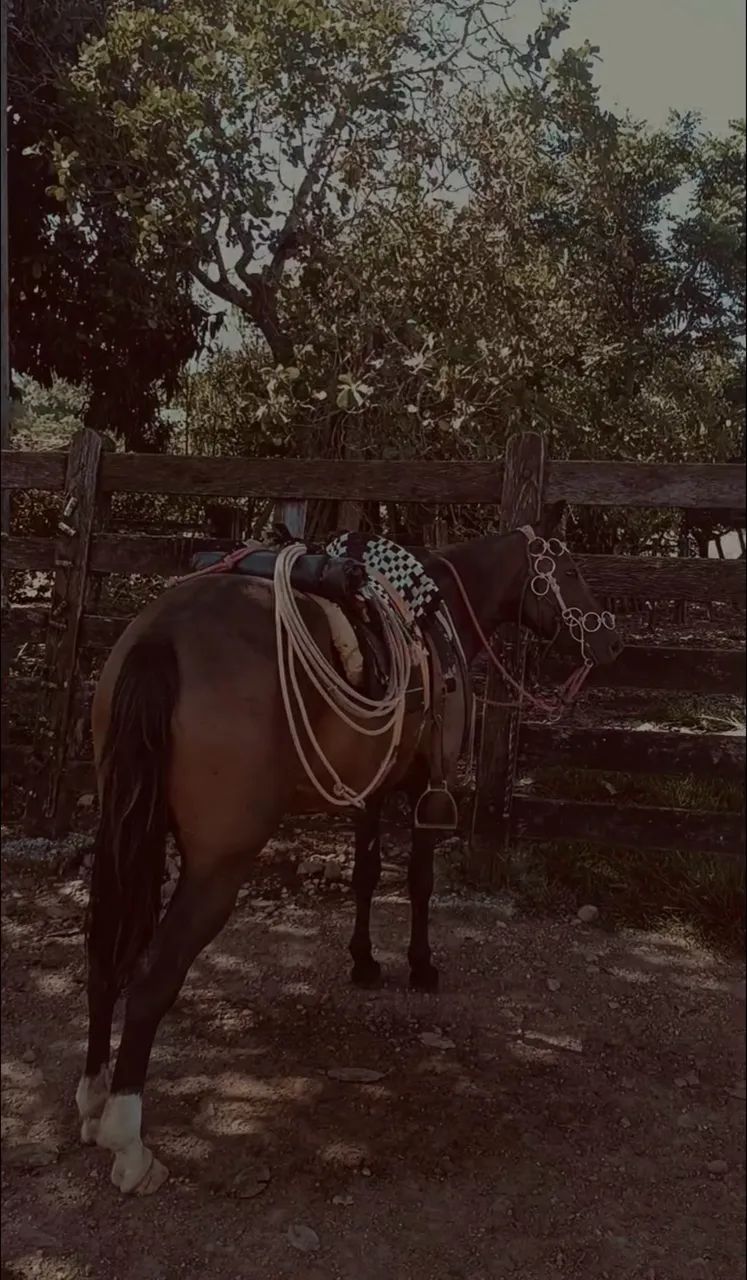 Égua criola com quarto de milha