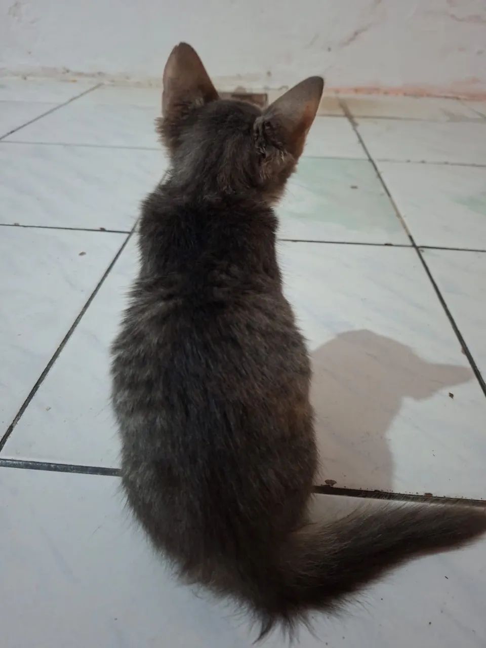 GATINHO MACHO PARA ADOÇÃO  - Foto 2