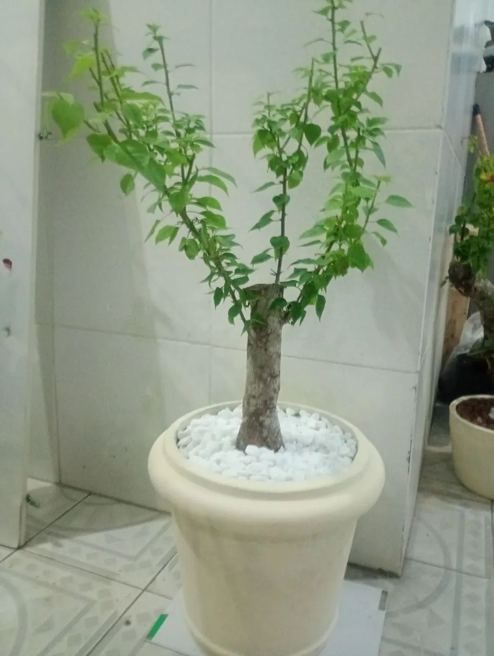 Buganville rosa