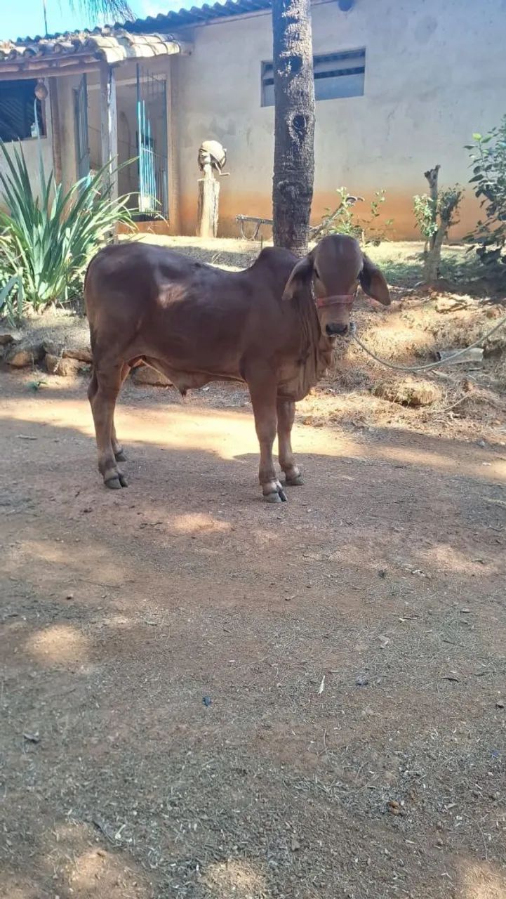 Sindi - Foto 2