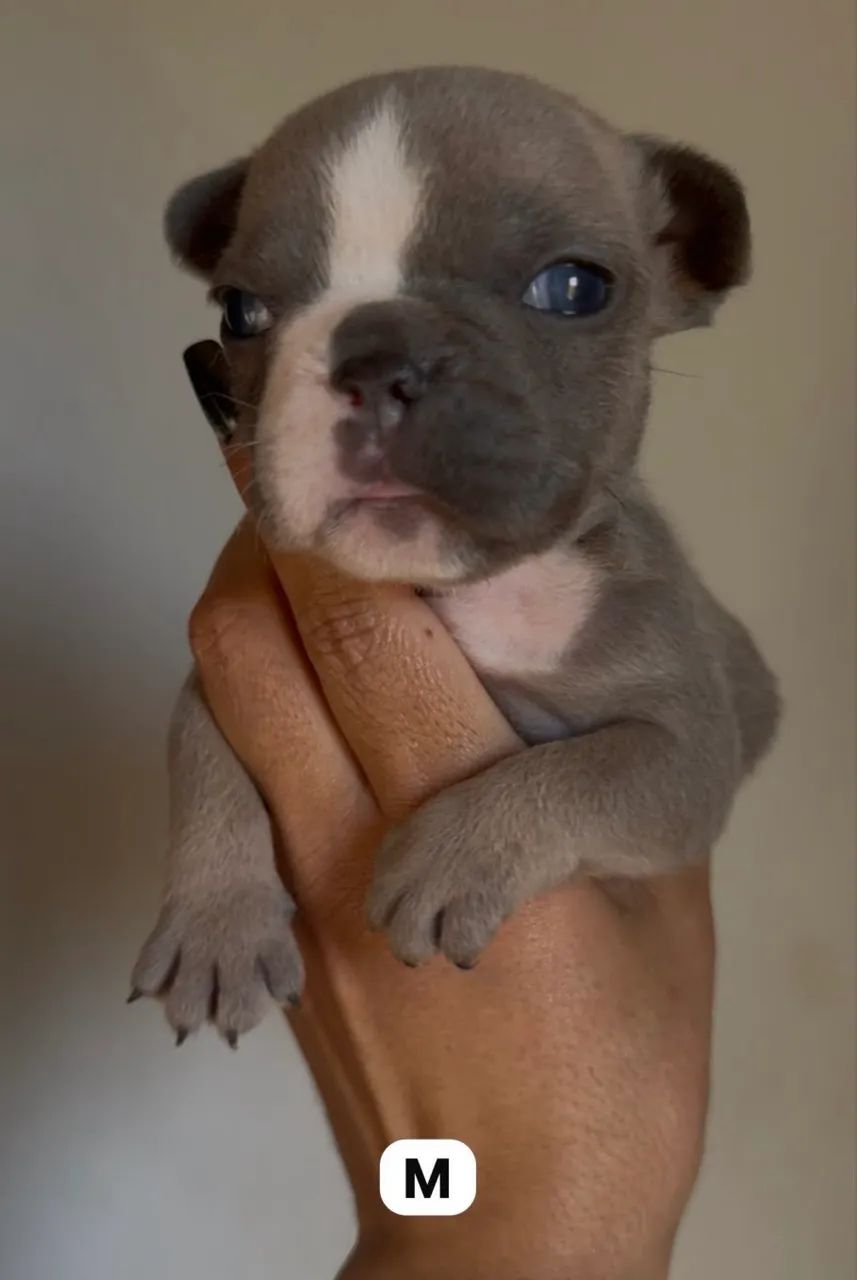 Bulldog francês macho  - Foto 3