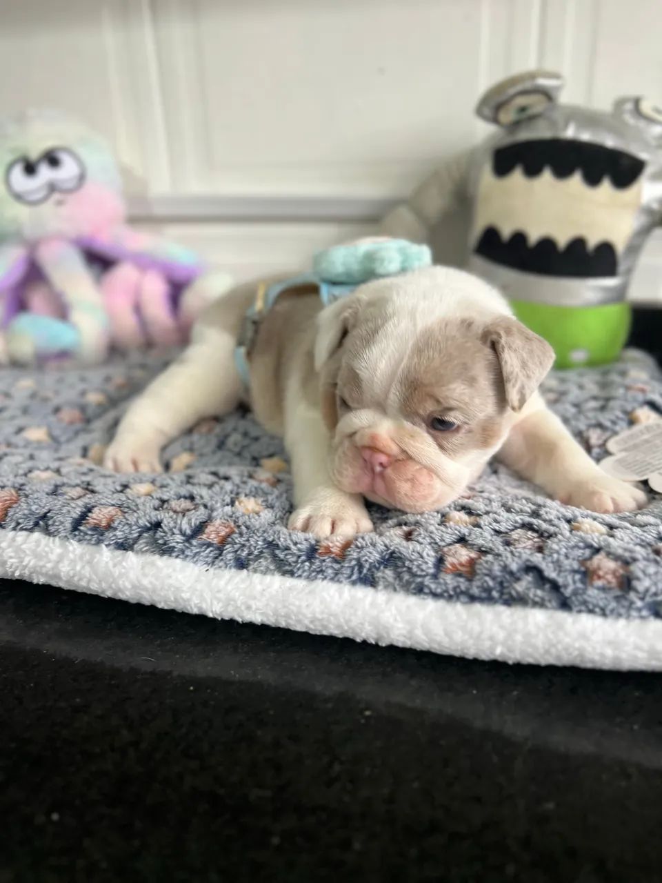 Bulldog inglês  - Foto 3