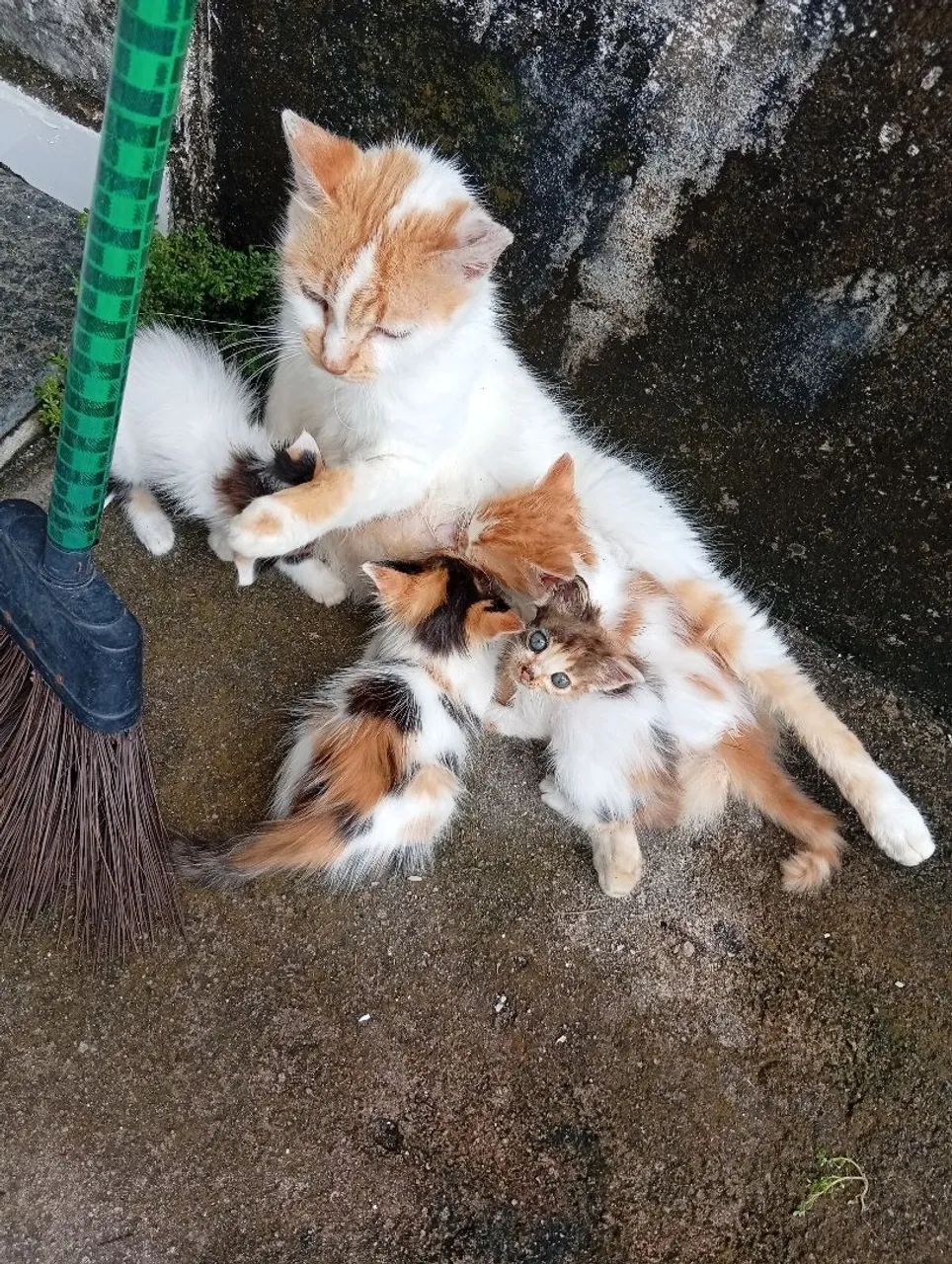 Doação de Gatos  - Foto 2