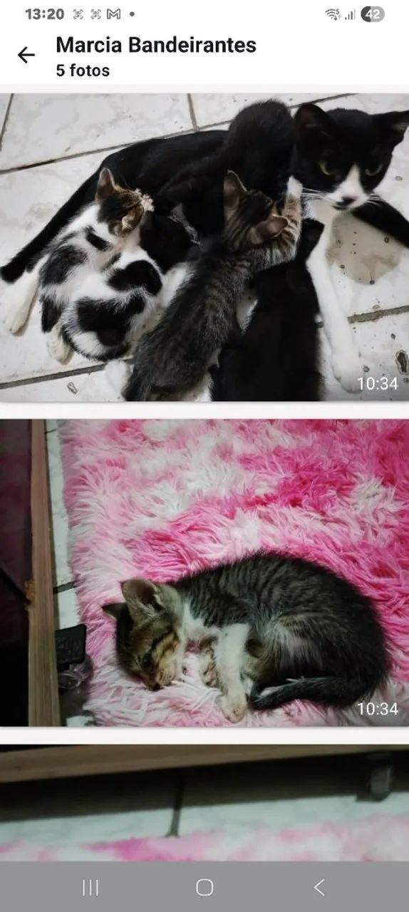  lindos gatinhos para adoção  - Foto 4