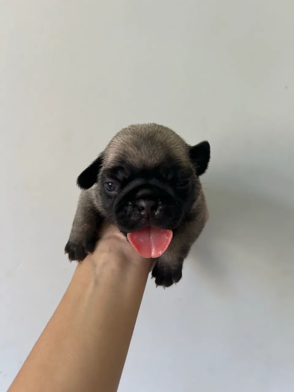 Filhotes de pug com pedigree