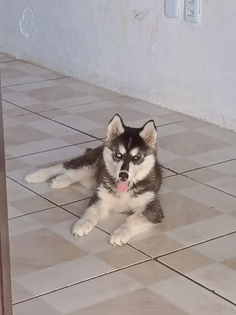 Husky siberiano  - Foto 2