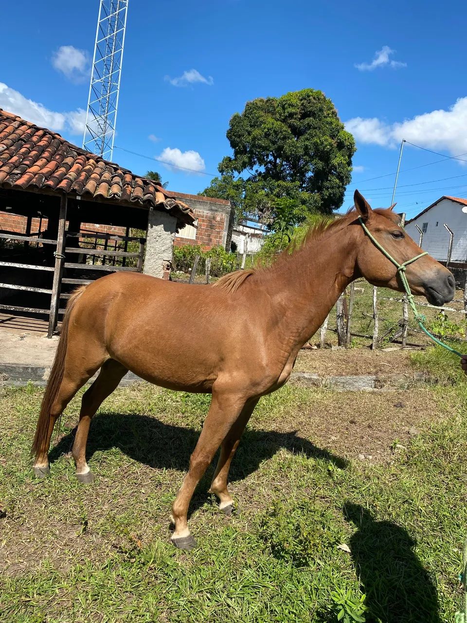 Cavalo de passada - Foto 3