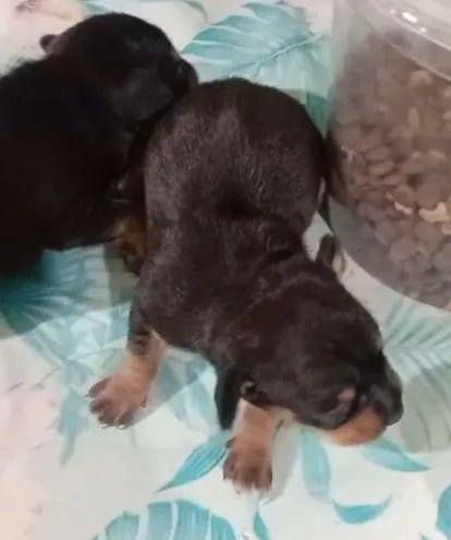 filhote de pinscher 