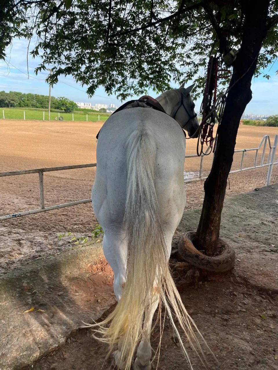 Cavalo Três Tambores   - Foto 2