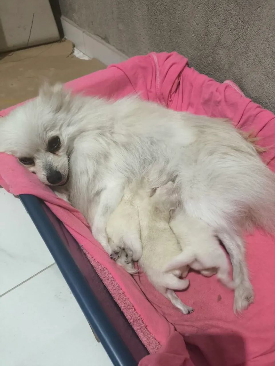 Spitz alemão  - Foto 2