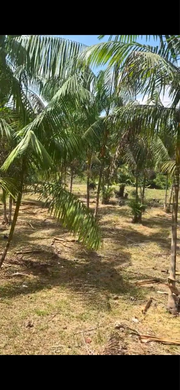 Chácara a venda  - Foto 4