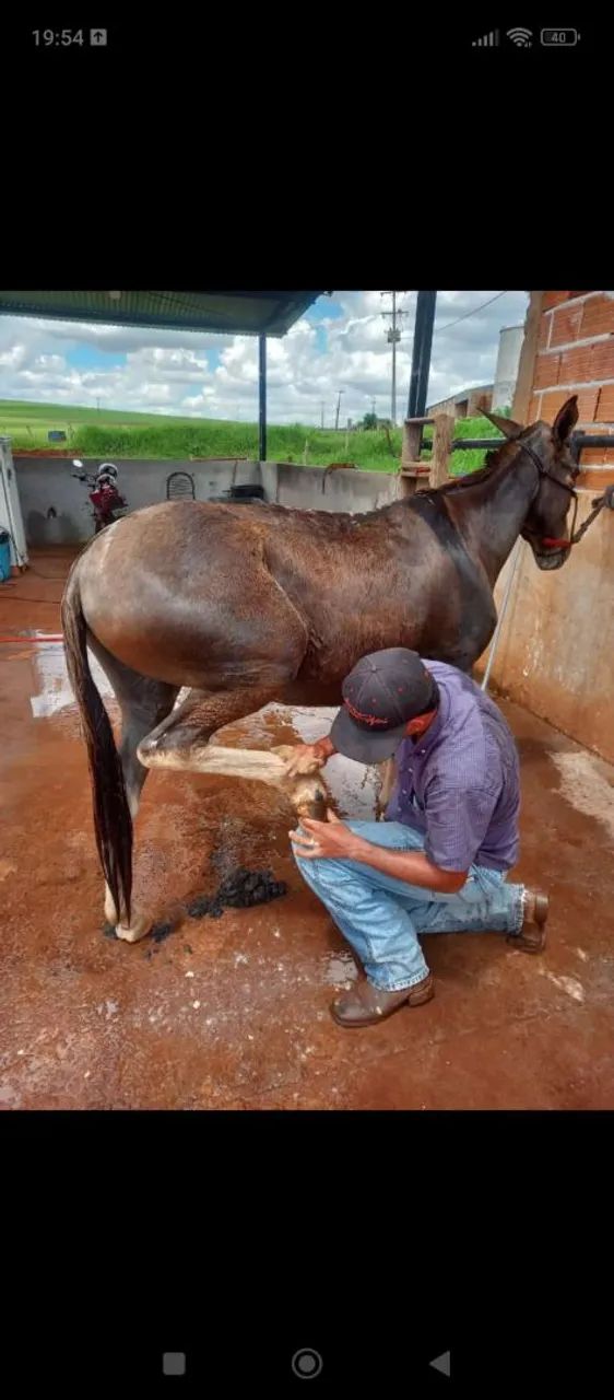 Vendo burro - Foto 2