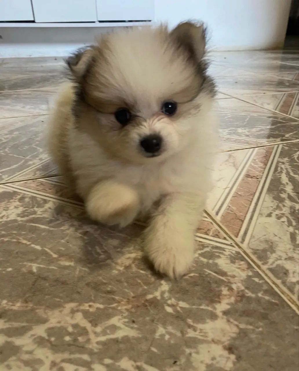 Spitz alemão micro 