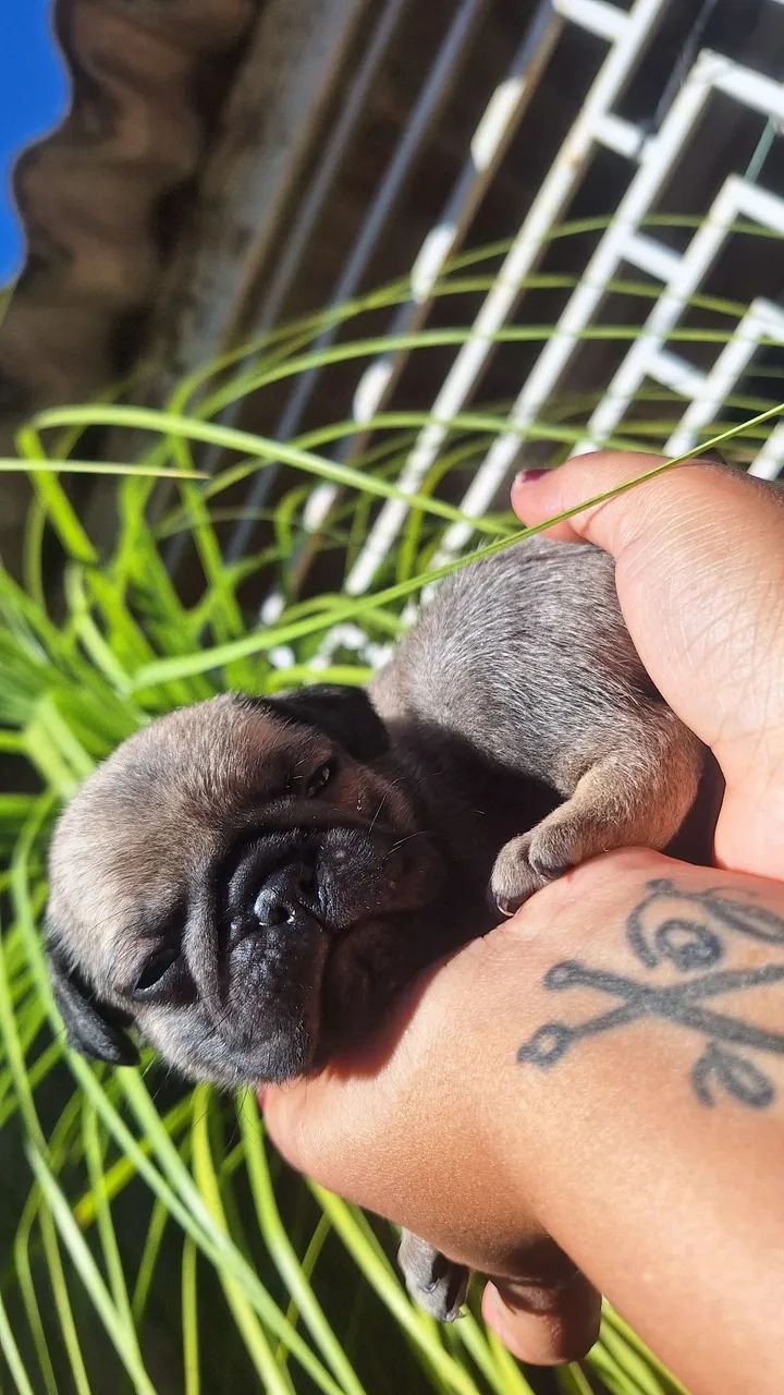 Filhotes de pug