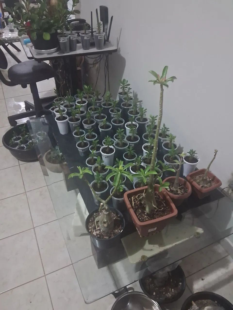 Mudas de Rosas  do Deserto