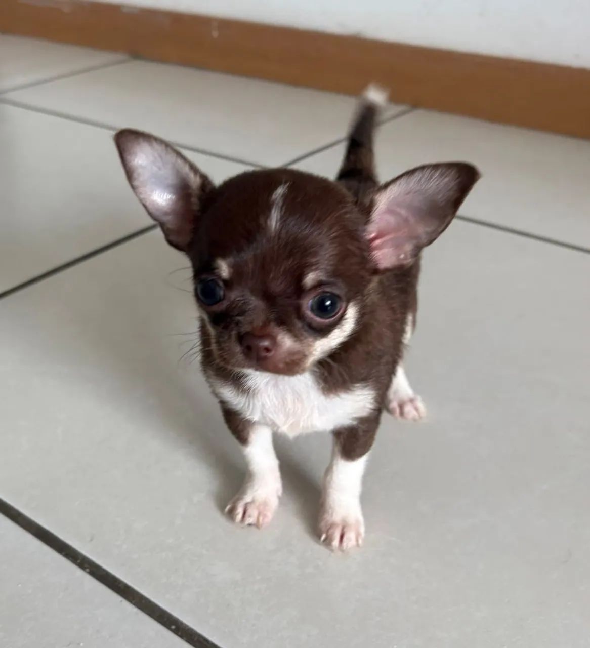 Chihuahua - Foto 4